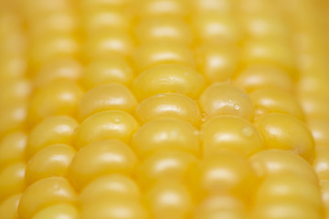 Fresh corn on cobs, closeup