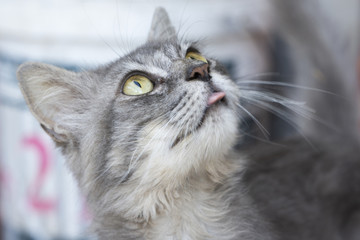 Closeup to gray cat with green eyes