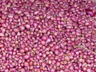 Echalottes