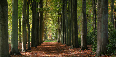 forest path with big trees in early autumn