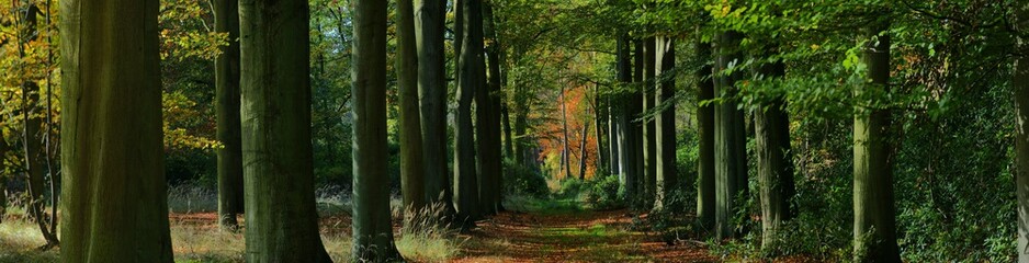 panoramic view of a forest path in early autumn