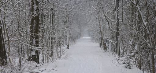 Forest path covered with fresh snow including all tiny branches of every tree on the side