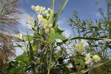Stachelgurke (Echinocystis lobata) / Blüten und Fruchtstände - wild cucumber 