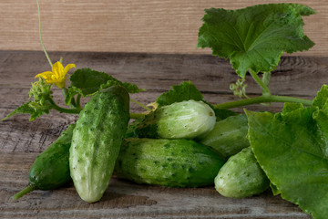 Fresh cucumbers on a wooden background