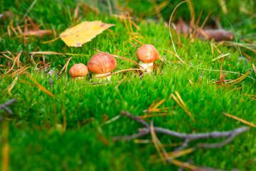 Small brown mushrooms growing at the autumn forest in green moss.
