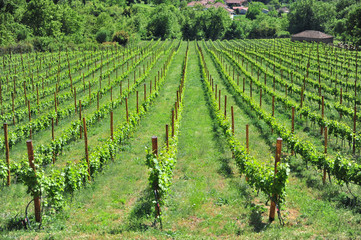 Fototapeta na wymiar Scenic view of wineyard on summer