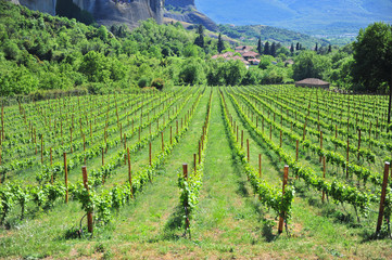 Scenic view of wineyards in mountains