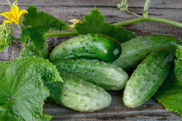 Fresh cucumbers on a wooden background