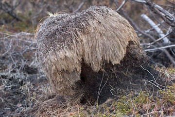 Mice cut grass in wintertime under snow