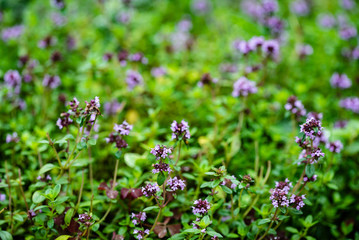 blooming thyme closeup