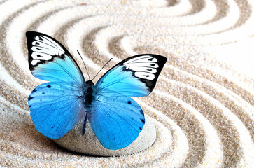 Fototapeta na wymiar Sand, blue butterfly and spa stone in zen garden