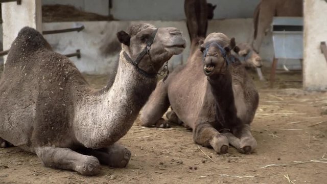 Camels resting and eating together at wildlife park