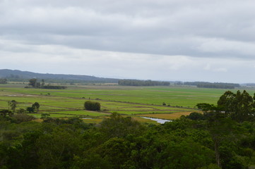 Fototapeta premium Paddy rice