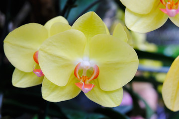 Yellow orchid in the jungle