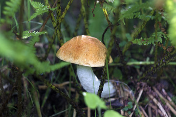 Two bright white mushrooms with orange cap Leccinum or Boletus grow in the autumn forest in the sunlight. Close up with selective focus and neutral soft background of moss, grass and ground.