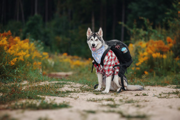Northern dog like a tourist with a backpack