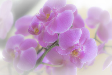 Fototapeta na wymiar Orchidee, Orchideenblüten, romantisch, Hintergrund