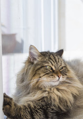 Beauty cat of livestock, siberian purebred. Adorable domestic pet with long hair outdoor,hypoallergenic animal