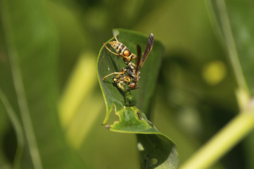 European Hornet (Vespa crabro) sealing up paralyzed Monarch butterfly (Danaus plexippus) caterpillar as food for future use.