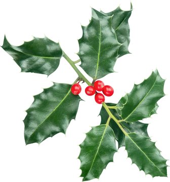 Cute holly leaves and berries, christmas decoration isolated on