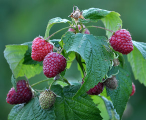 Fruits of raspberry on a bush branch