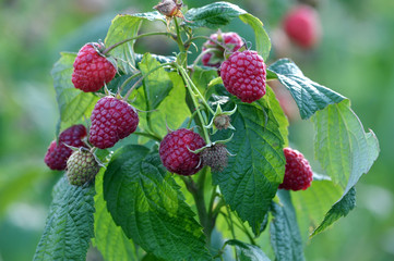 Fruits of raspberry on a bush branch
