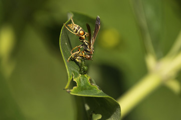 European Hornet (Vespa crabro) sealing up paralyzed Monarch butterfly (Danaus plexippus) caterpillar as food for future use.