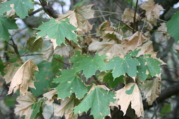 Ahorn vertrocknet - Dürre Trockenheit 2