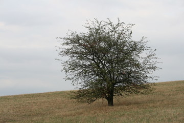 Moses Busch auf dem Sinai ? 