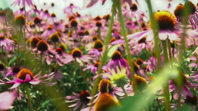 Flowers echinacea on a flower field