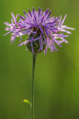 Brown knapweed close up