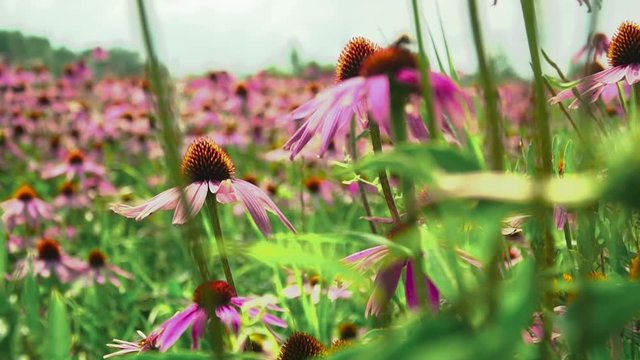 Flowers echinacea on a flower field