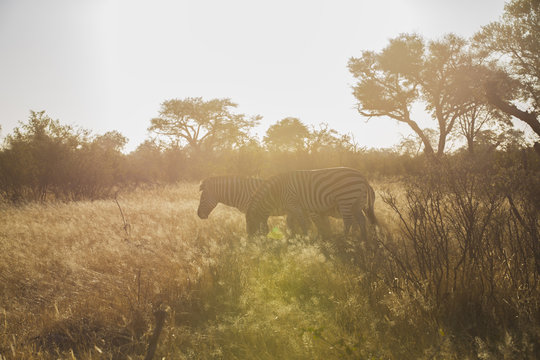 Amazing zebras in savanna