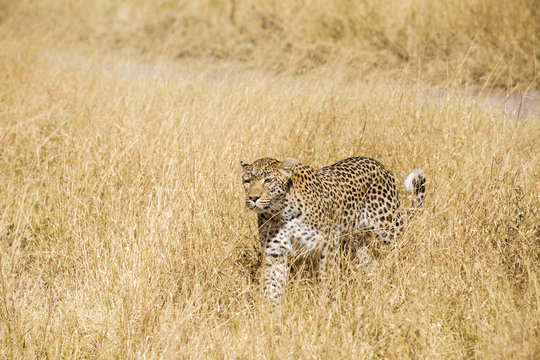 Beautiful leopard walking in savanna