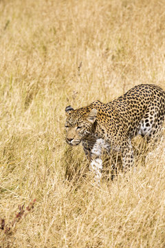 Beautiful leopard walking in savanna