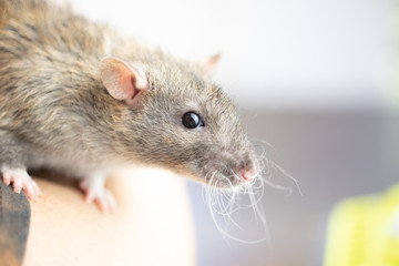 Close up of gray pet rat.