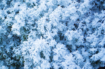 branches ate in the frost
