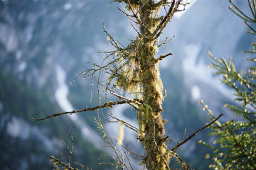 Tree in the Mountains