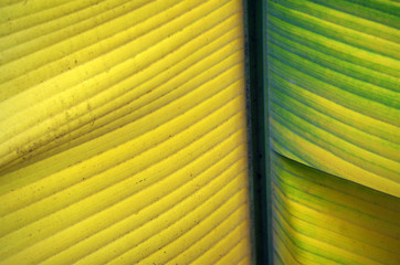 Colors Of Exotic Leaf