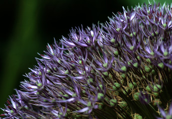 Allium