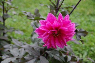 Obraz premium Deep Pink Beauty