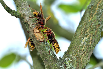 horde of hornets is making a nest to the tree