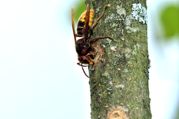the hornet is eating the sweet bark of a tree