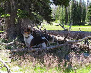 Young Dog Standing In The Shade Amongst Wildflowers And Branches Of The Forest