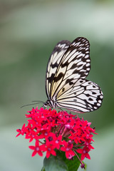 papillon blanc et noir seul dans un jardin en été sur fleur rouge en lumière du jour en gros plan le matin