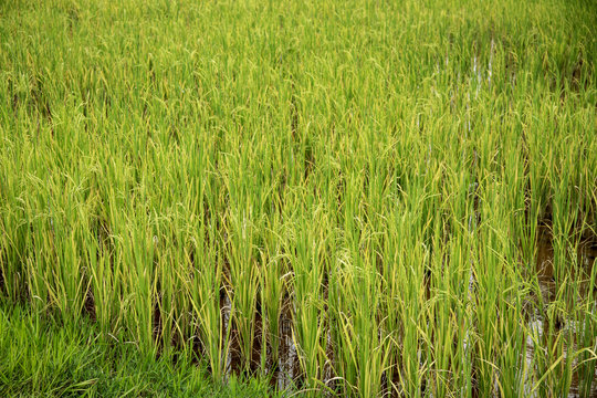 Green Rice Field Closeup Photo. Rice Cob And Stem In Paddle. Cultivated Rice Growth In Asia. Tropical Nature Travel.