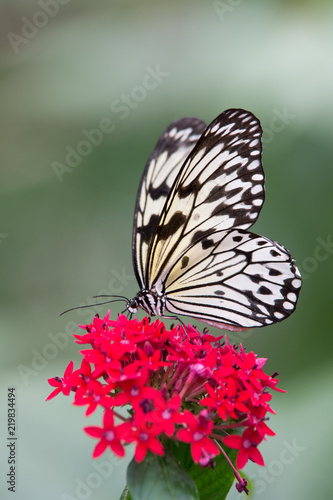 Papillon Blanc Et Noir Seul Dans Un Jardin En été Sur Fleur