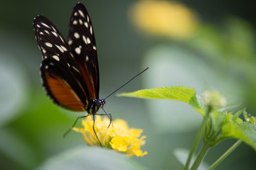 Fototapeta na wymiar papillon blanc orange et noir butine une fleur jaune sur fonds vert