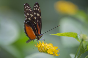 Fototapeta na wymiar papillon blanc orange et noir butine une fleur jaune