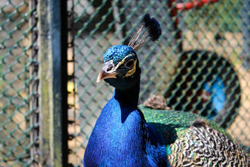 Blauer Pfau Portrait